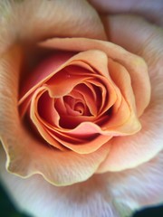 foto macro natura