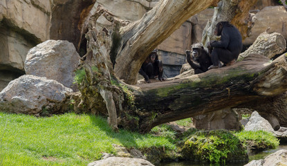 Three monkeys sitting on the old tree near the green, stones and a river