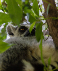 Sleppy lemur sitting on the wooden stick on the green tree