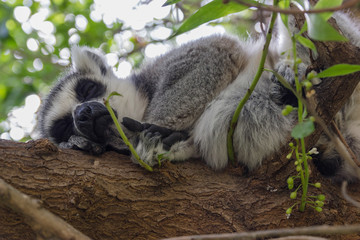 Sleppy lemur sitting on the wooden stick on the green tree
