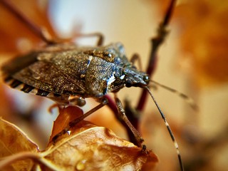 foto macro natura