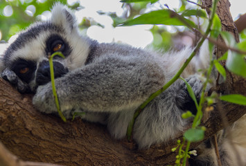 Sleppy lemur sitting on the wooden stick on the green tree