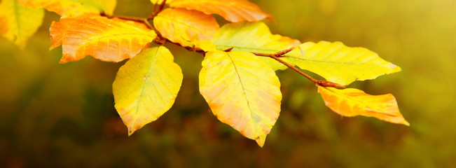 Yellow autumn beech leaves isolated on sunny background.