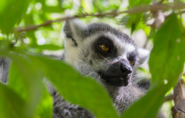 Sleppy lemur sitting on the wooden stick on the green tree