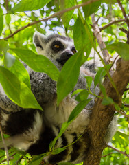 Sleppy lemur sitting on the wooden stick on the green tree