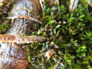 MACRO FOTO BOSCO