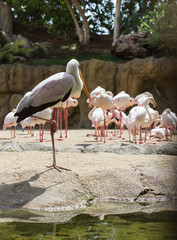 White heron birds in the zoo standing together on the ground near the water