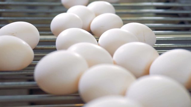 Fresh eggs at a poultry farm. Eggs going on a conveyor at a farming facility.