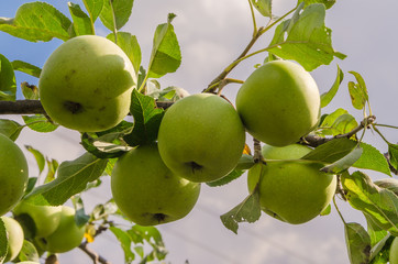 Delicious autumn green apples on the tree