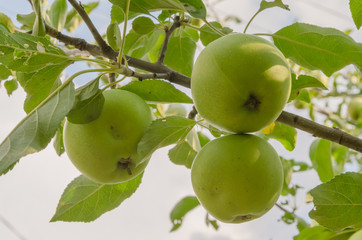 Delicious autumn green apples on the tree