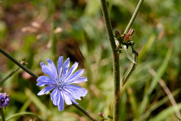 chicory flower on a stem of grass on a summer day bright sun, blue flower on a summer day, plants for tea and creating