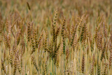 field with rye spikelets open field on a summer day a lot of orange spikelets, ripe wheat before