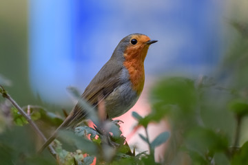 Robin (redbreast) close up with blue traffic sign in the background