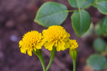 Various different flowers with vivid colours in bright summer light