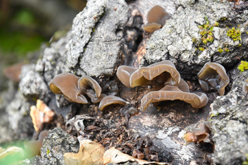Auricularia auricula-judae, delicious Judas Ear mushrooms grows on wood. Healing mushroom in forest.