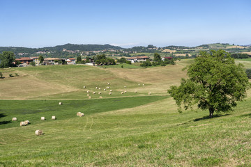 Obraz premium Landscape near Cerrina, Monferrato, Italy
