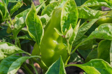 Beautiful and different peppers growing in my garden