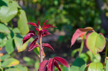 Beautiful rose buds in my garden in summer