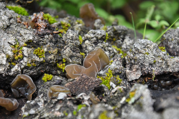 Auricularia auricula-judae, delicious Judas Ear mushrooms grows on wood. Healing mushroom in forest.
