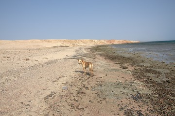 Fototapeta na wymiar dziki pies na pustyni