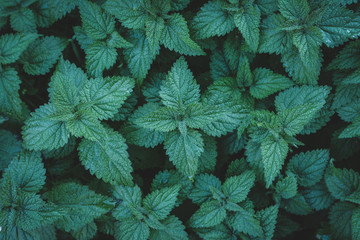 Creative nettle plant low key layout. Toned image. 