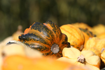 Kürbis