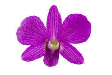 Isolated purple orchid on the white background.