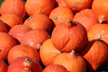 Hokkaido Speisekürbis - Orange / Rote Kürbisse