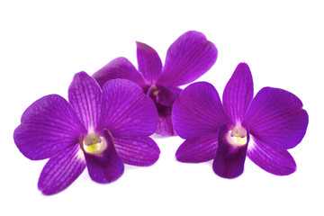 Fototapeta na wymiar Isolated purple orchid on the white background.