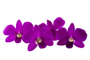Naklejka na ściany i meble Isolated purple orchid on the white background.