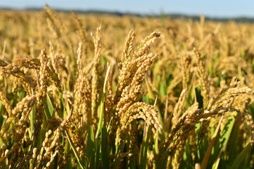 Mature rice in the field