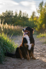 bernese mountain dog
