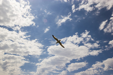 A seagull bird in the cloudy blue sky