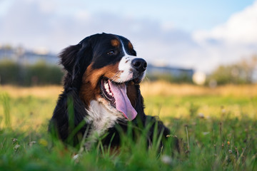 Bernese mountain dog