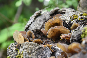 Auricularia auricula-judae, delicious Judas Ear mushrooms grows on wood. Healing mushroom in forest.