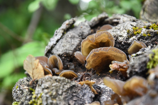 Auricularia auricula-judae, delicious Judas Ear mushrooms grows on wood. Healing mushroom in forest.