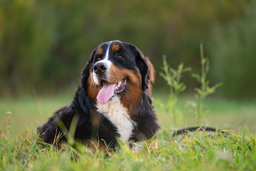 bernese mountain dog