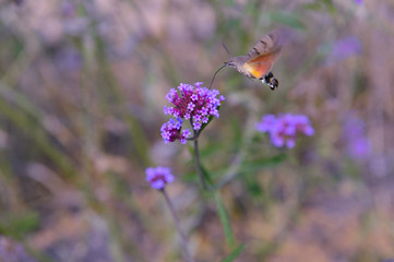 Bee honey in the flying insects
