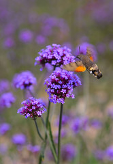 Bee honey in the flying insects