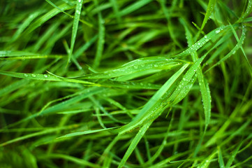 Fresh green grass with dew drops close up. Water drops on the fresh grass after rain. Light morning dew on the green grass.