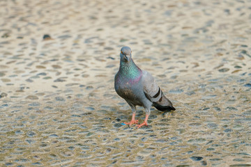 Rock dove is looking something to eat in the afternoon