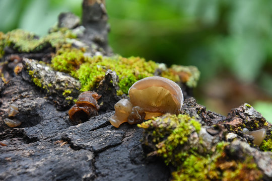 Auricularia auricula-judae, delicious Judas Ear mushrooms grows on wood. Healing mushroom in forest.