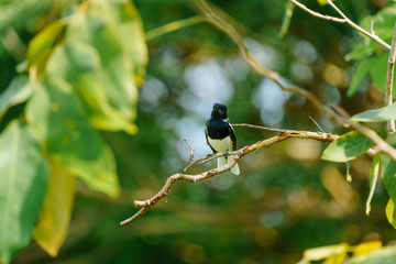 Oriental magpie robin is hang on the branch of tree in the afternoon