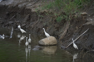 The birds of the sea