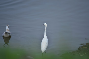 Fototapeta premium The birds of the sea