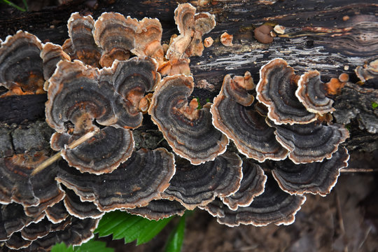 Trametes bracket fungus on dead trunk, healthy mushrooms on tree
