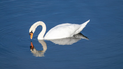 Graceful Swan