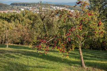 Fototapete bei efototapeten.de bestellen   
