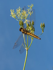 Kleine Mosaikjungfer