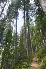 Obraz na płótnie Canvas Hiking trail through a green forest